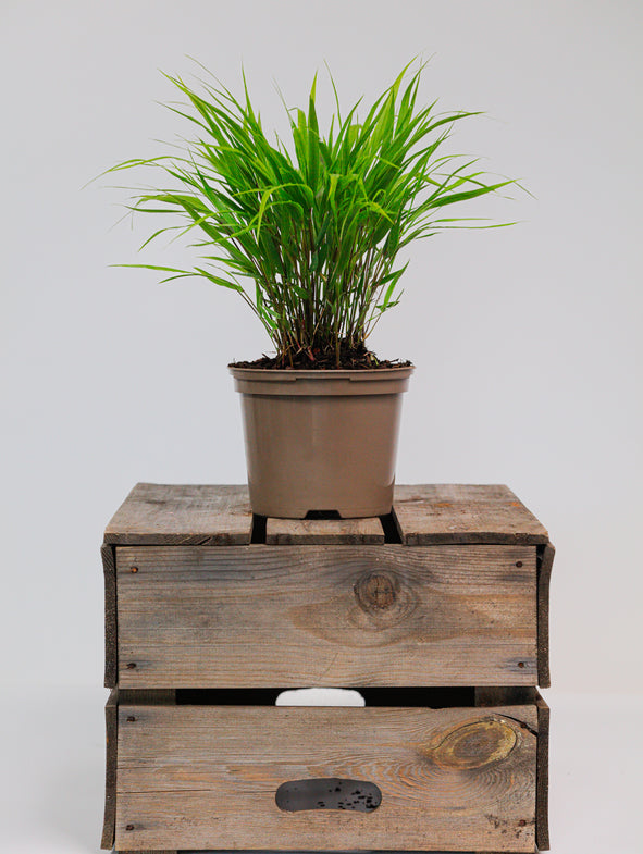Japanese forest grass in nursery pot.